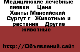 Медицинские лечебные пиявки  › Цена ­ 150 - Ханты-Мансийский, Сургут г. Животные и растения » Другие животные   
